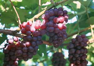 妊娠中や産後には宅配弁当を利用しよう